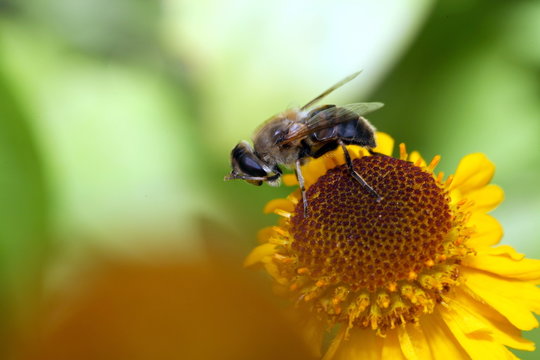 bee prayer