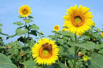 sunflower ii