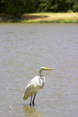 great egret 1
