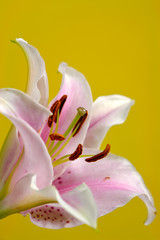 Fototapeta na wymiar lily on yellow