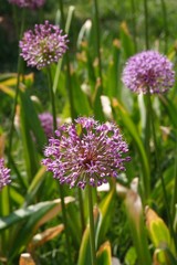 allium flowers