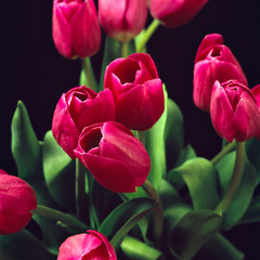 red tulips ii