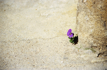 persistent pansy