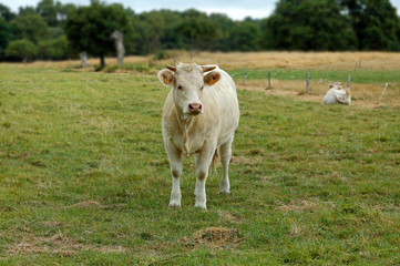 veau dans le pres pensif