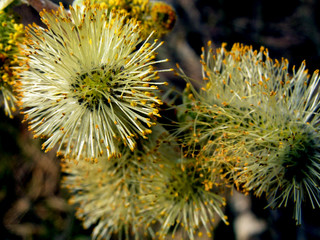spring   willow