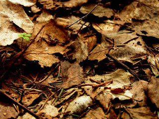 dead leaves