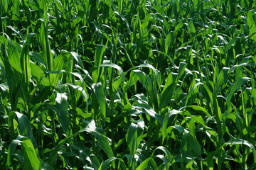 corn field background