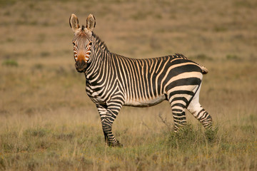 Fototapeta na wymiar Zebra górska