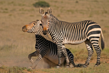 cape mountain zebras