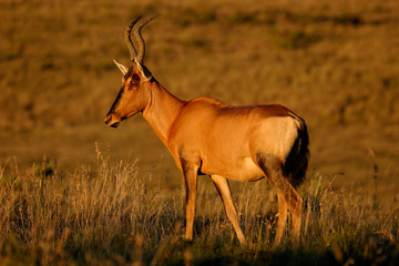 red hartebeest