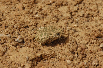crapaud vert