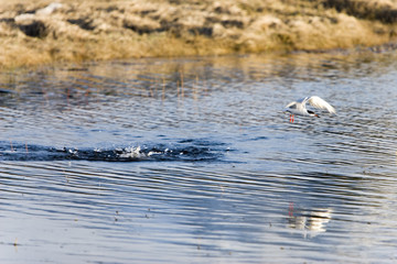 tern fishing