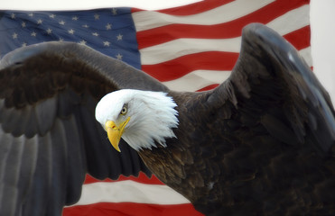 Naklejka premium USA