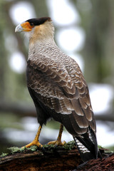caracara