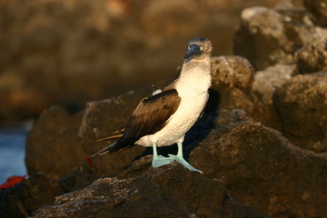 blue footed booby on lava rock