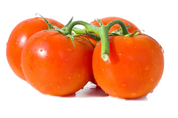 isolated four tomatoes on branch