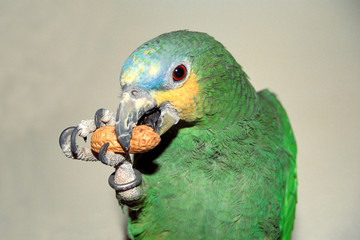 Orange-winged Amazon Papagei, der eine Erdnuss isst