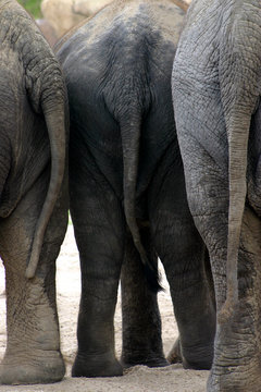 Three Elephants Standing Together