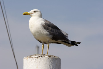 möwe ii
