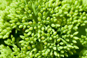 sedum