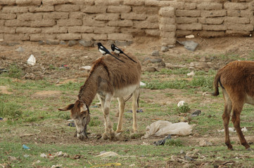 &acirc;ne et oiseaux