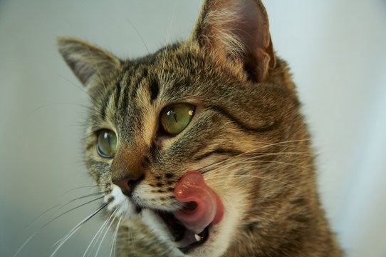 cat