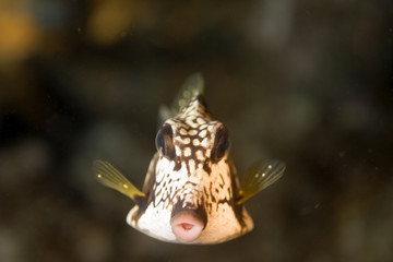 smooth trunk fish