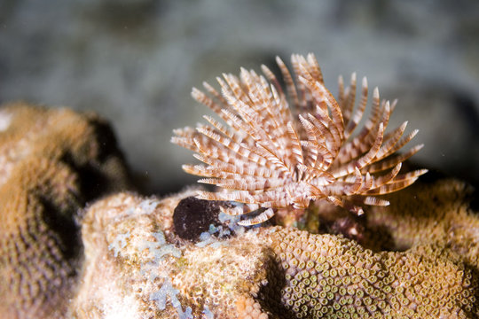 Fototapeta feather worm