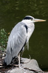 grey heron