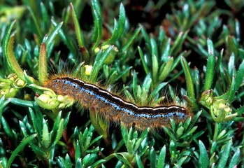 chenille