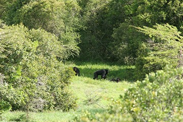 chimpanzés sanctuaire