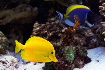Fototapeta na wymiar zebrasoma ryb żółty flavescens