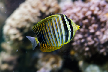 Fototapeta na wymiar zebra fish soma velyferum