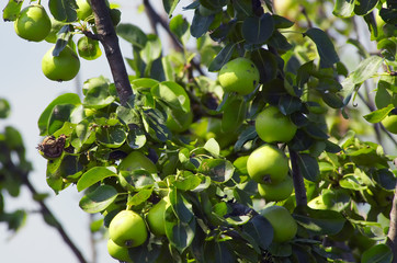 pears on tree