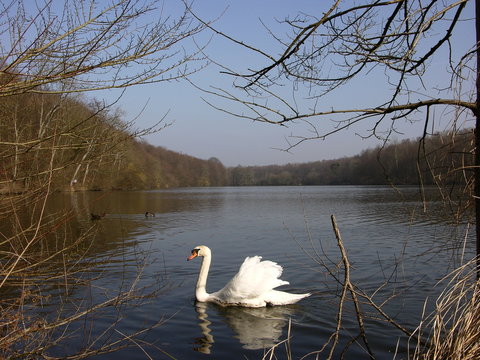 cigne