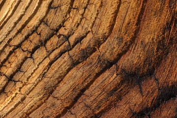 veinied wood