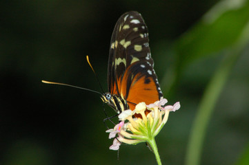 schmetterling