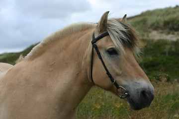 Obraz premium fjord pony
