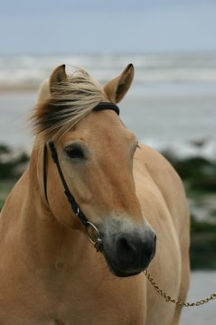 beautiful fjord horse