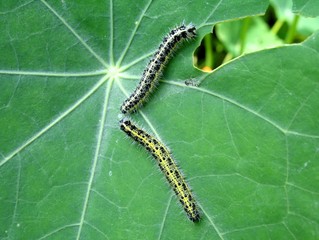 caterpillars