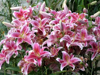 lilies