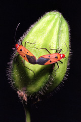 bugs mating