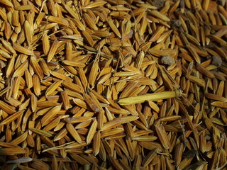 riz, laos