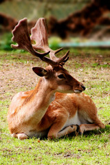 fallow deer