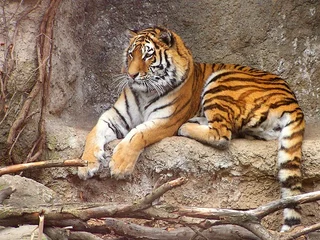 Papier Peint photo Lavable Tigre tiger