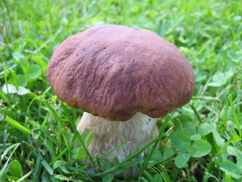 c&egrave;pe, bolet ou porcini
