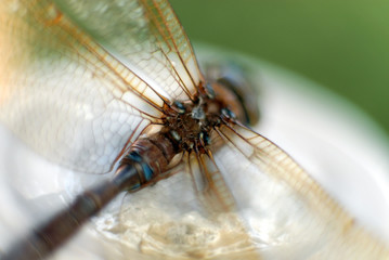 damselfly