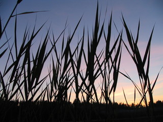 rushes in sunset