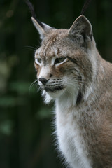 luchs