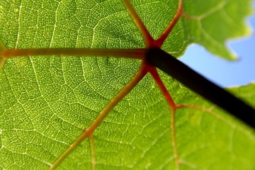 vine leaf 1